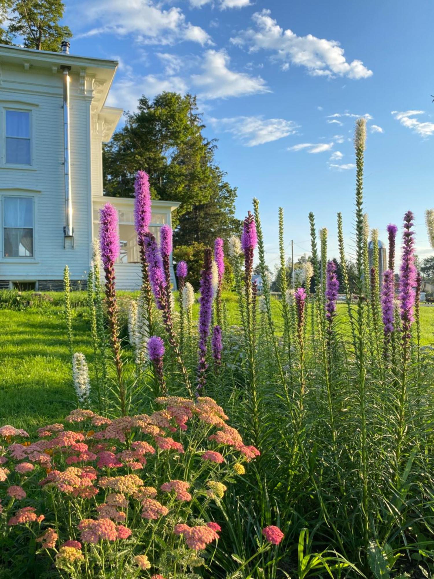 Bloom Farm Guesthouse Mount Vision Eksteriør billede